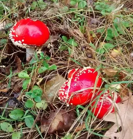 Bed & Breakfast Tia Maria Cerredo