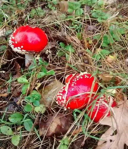 Bed & Breakfast Tia Maria Cerredo